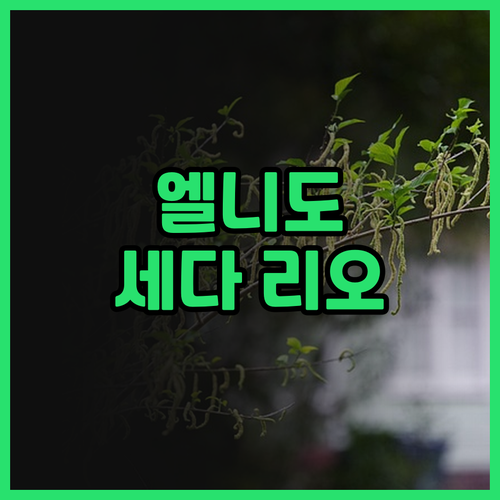 엘니도 '세다 리오' 리얼 후기! 럭..