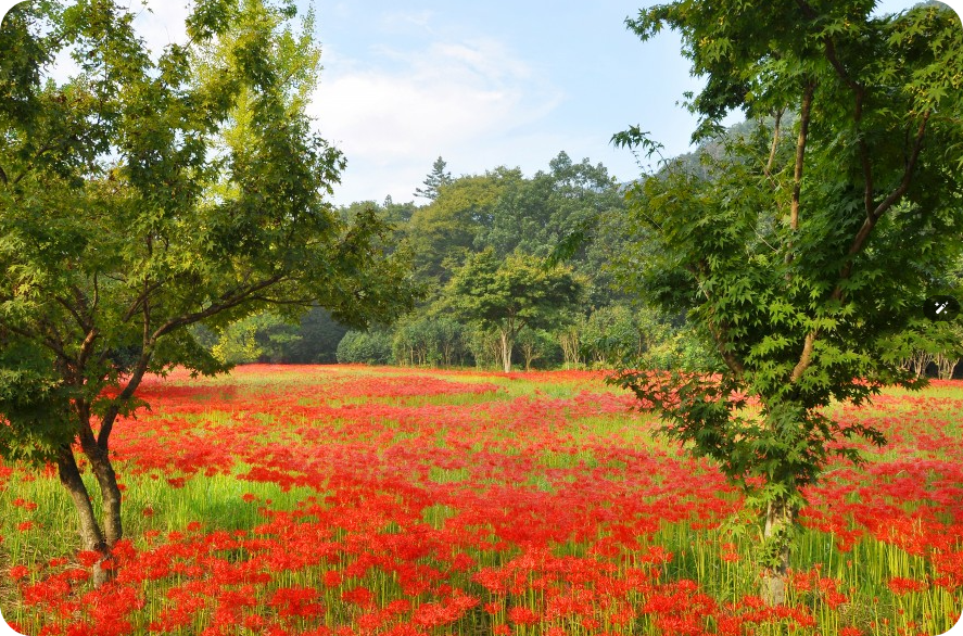 고창 선운사 꽃무릇