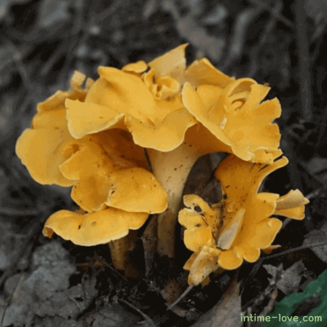 꾀꼬리 버섯 효능