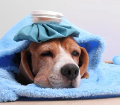 강아지 꿈해몽 개꿈 의미