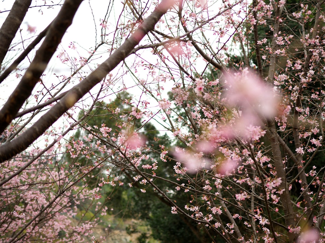 Cherry blossom.