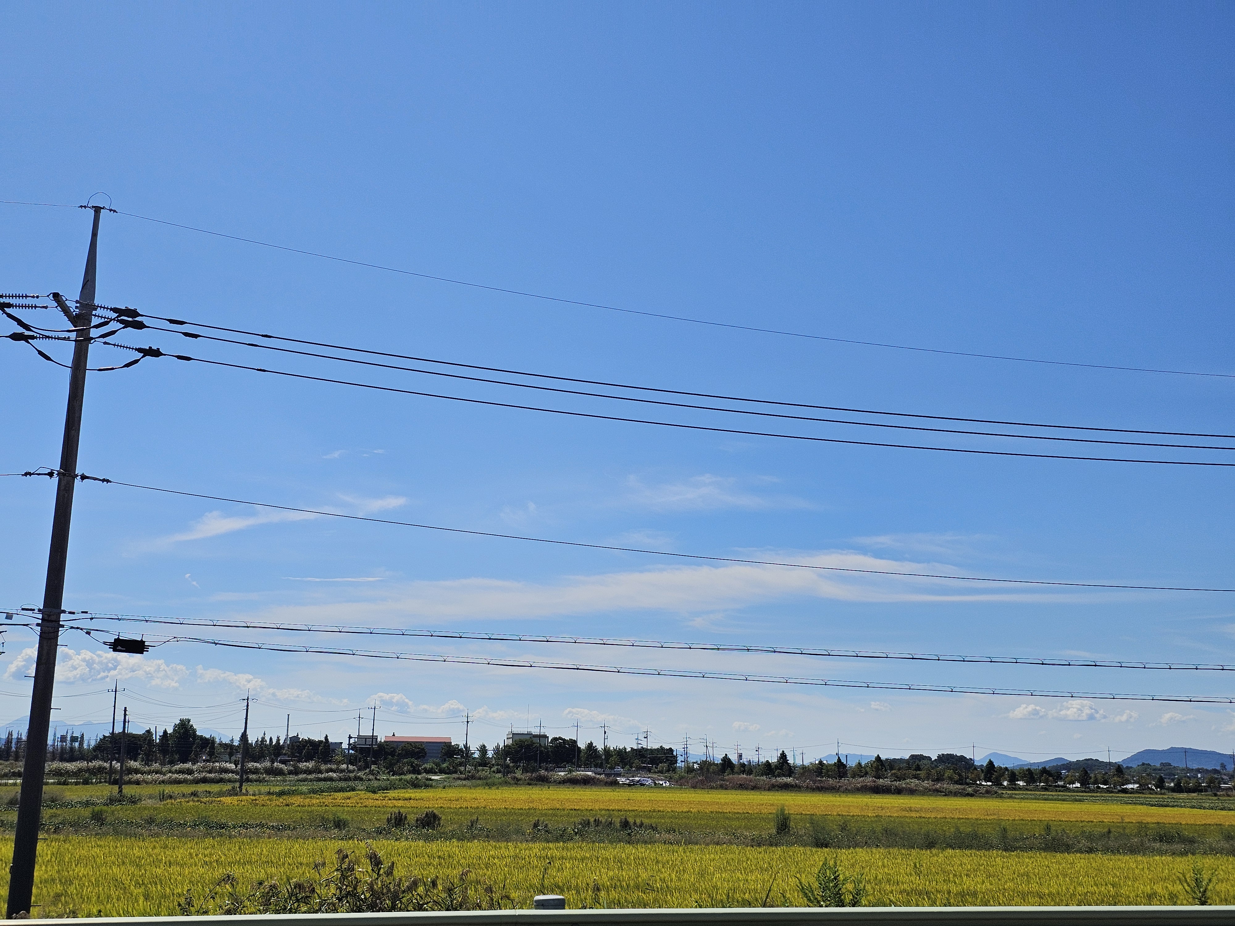 전북 변산 가는 길에 노랗게 물든 논