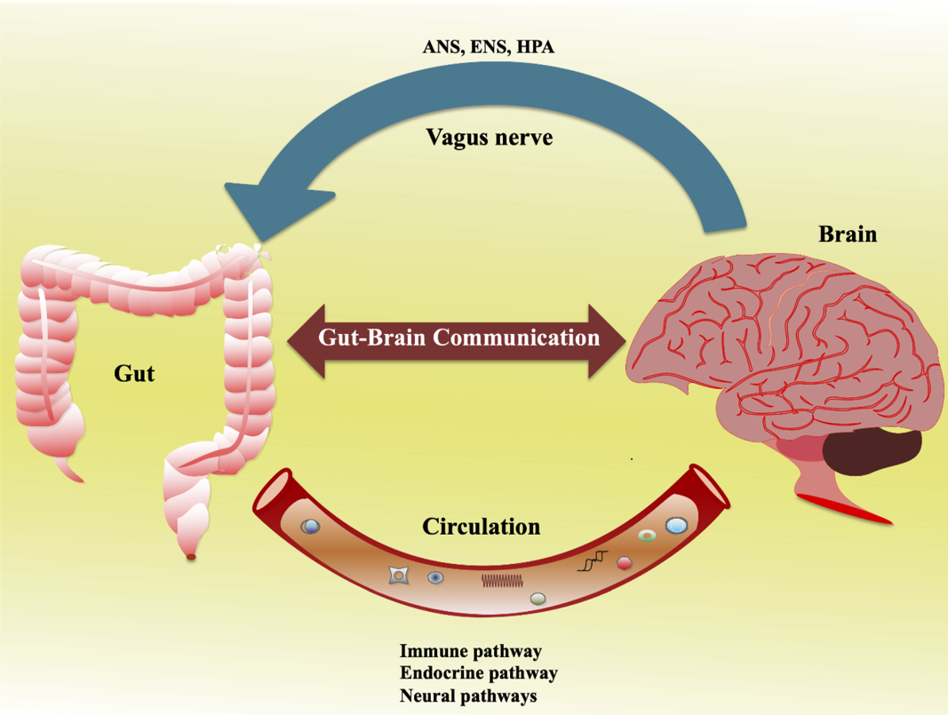 장과 뇌는 연결 되어 있다고 한다. 장-뇌 축(Gut-Brain Axis)