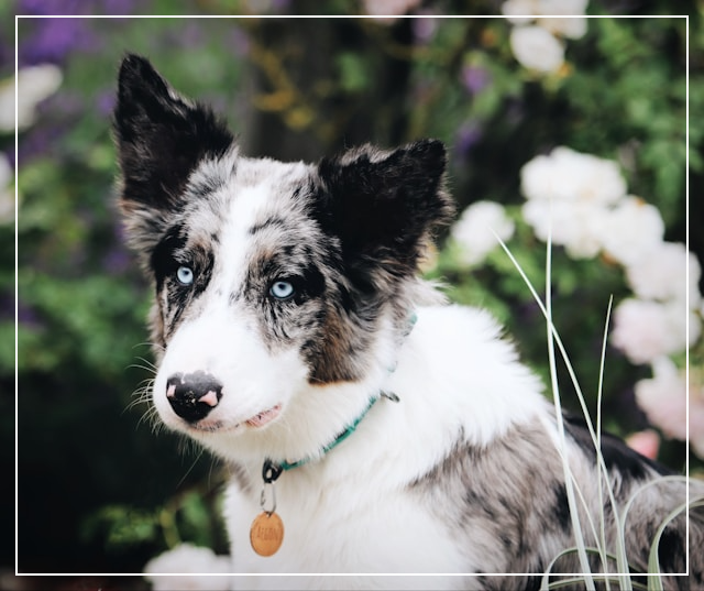 보더콜리 허스키 믹스견