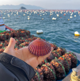 쪼이수산 홍가리비