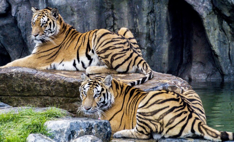 아이랑가기 좋은 곳 - 서울대공원