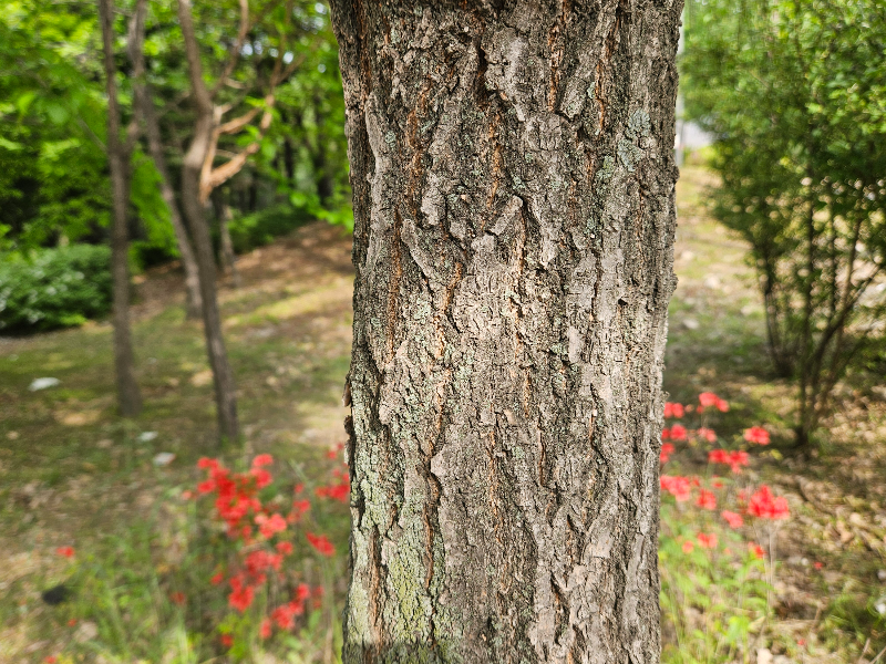 이팝나무 수피1
