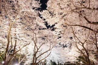 벚꽃 나무에 흰색의 조명이 비춰지고 있는 사진