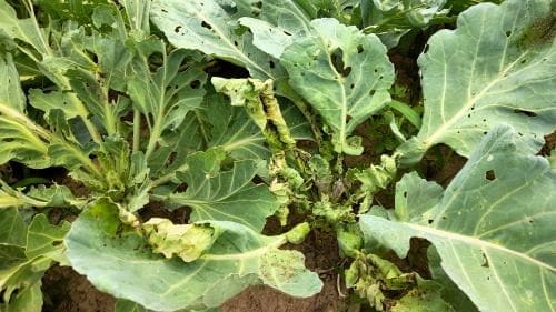 양배추-병충해-양배추가루진딧물-배추좀나방-배추흰나비-충해-증상-방제법