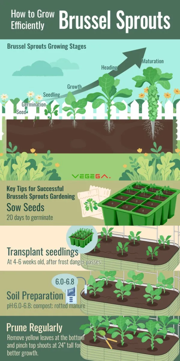 브뤼셀스프라우트 재배 육묘 포인트 추대 방지 수확 팁_2
