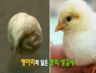 병아리콩 하루 섭취량