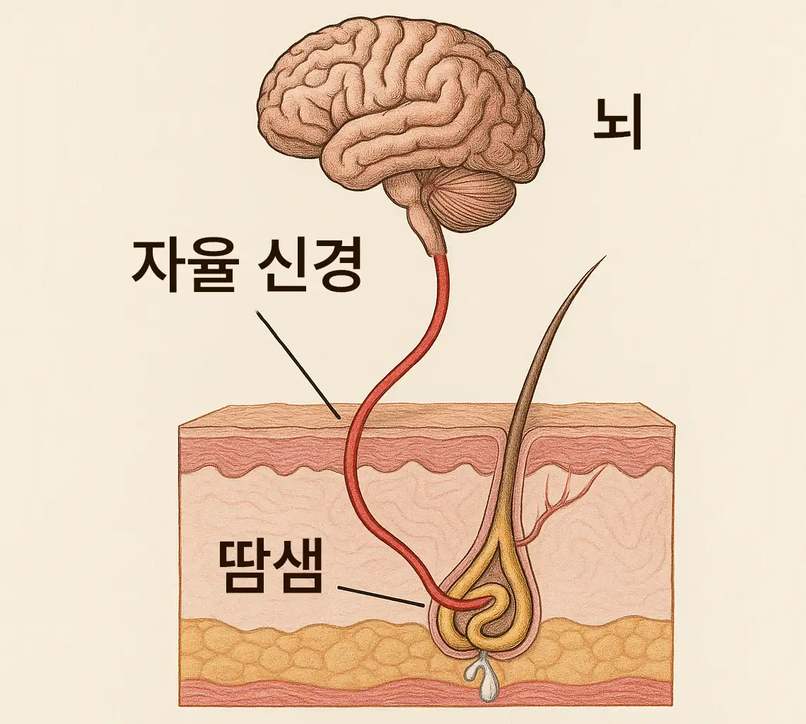 뇌-자율신경계-땀샘 연결 흐름도
