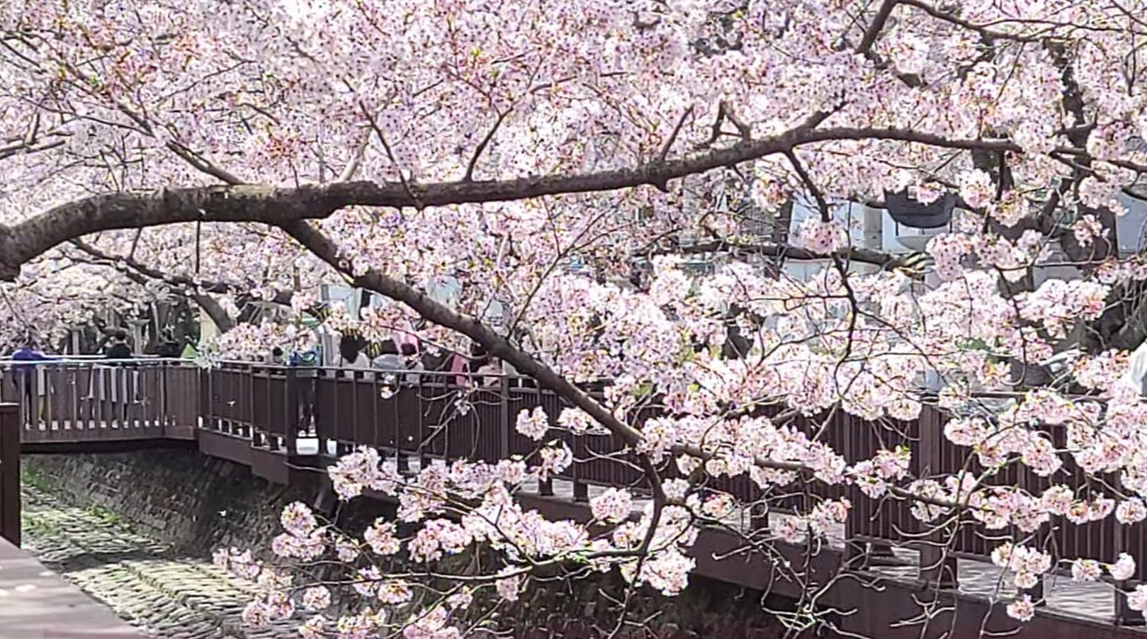 진해 벚꽃