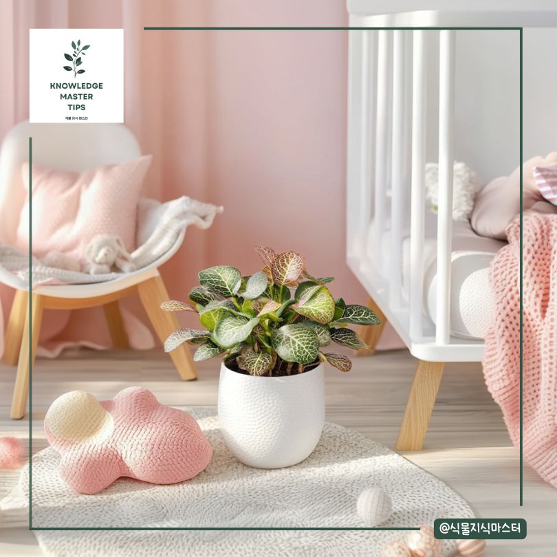 아기방 식물, 피토니아