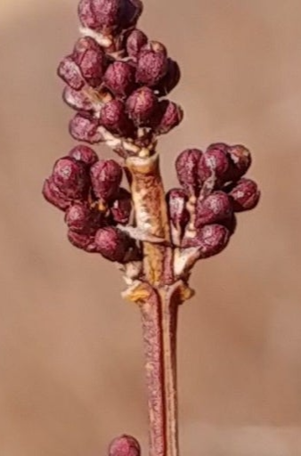 미선나무 겨울눈3