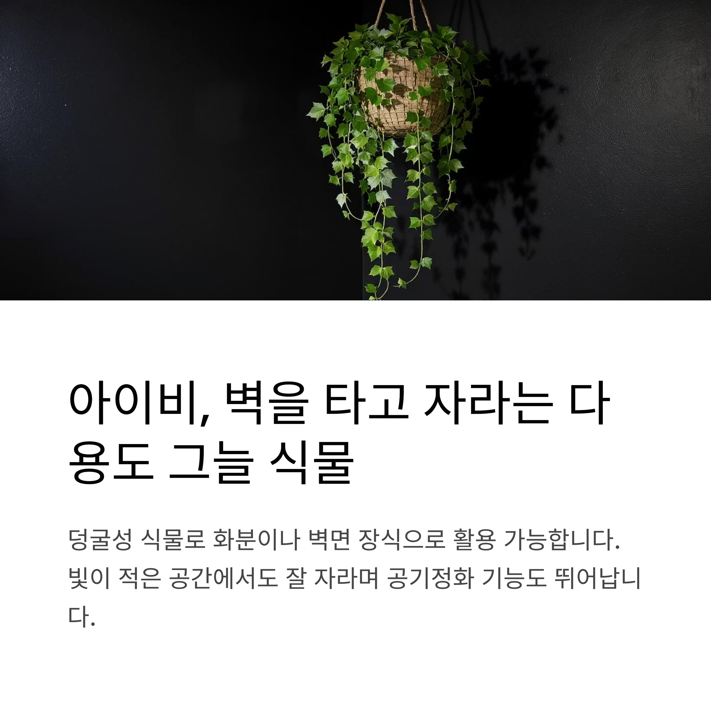 아이비