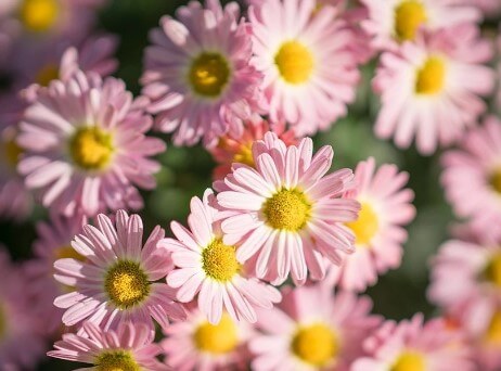 제주 한림공원 수선화 축제가 23년 1월 21일부터 2월 19일까지 제12회 수선화축제를 개최합니다. 1월부터 12월까지 365일 꽃을 관람할 수 있고 테마 별로 공간도 있어서 볼 거리가 많습니다.