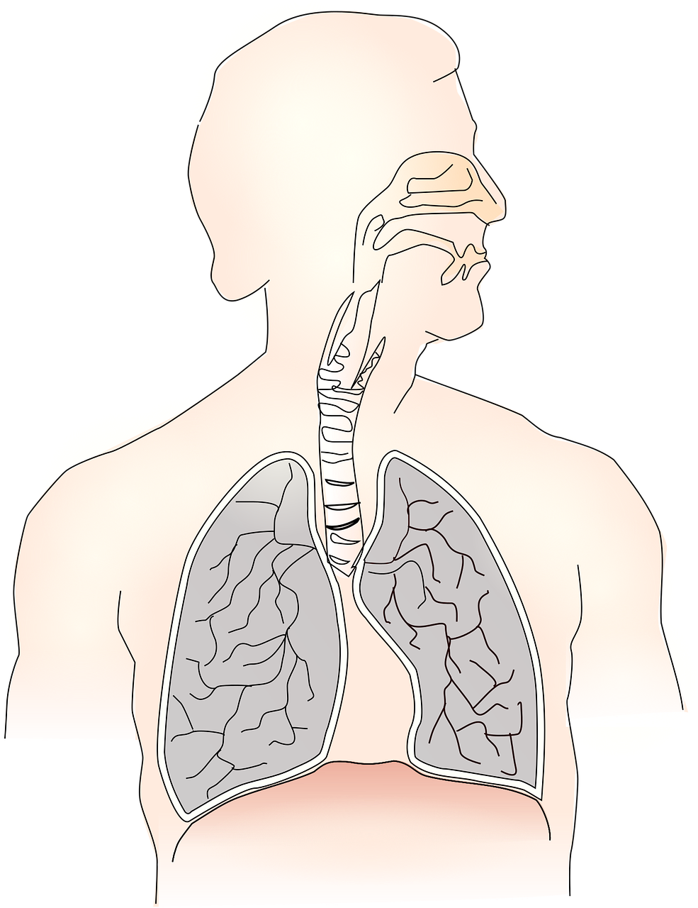 호흡의 이해를 돕는 사진, 횡경막 호흡