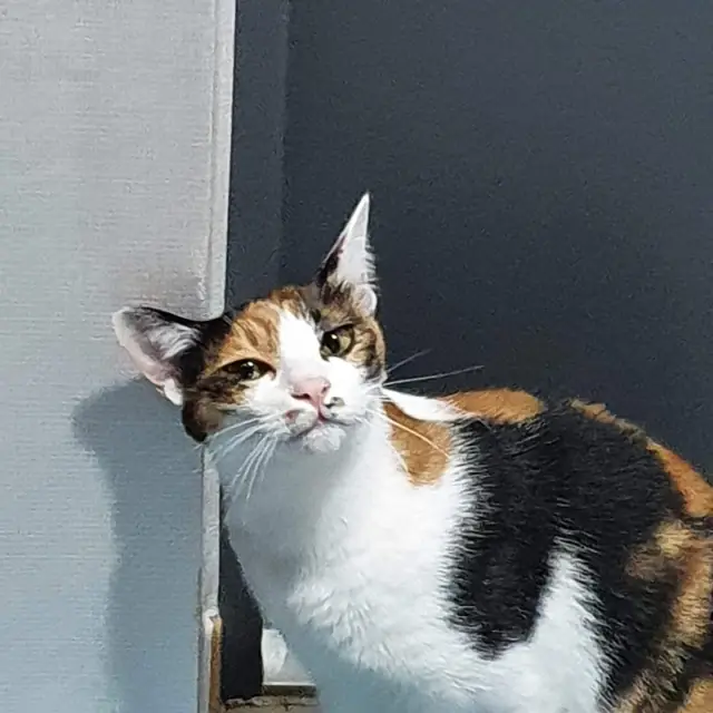 고양이 근육병증원인 