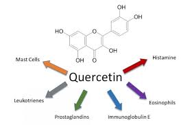 케르세틴-면역혁 강화