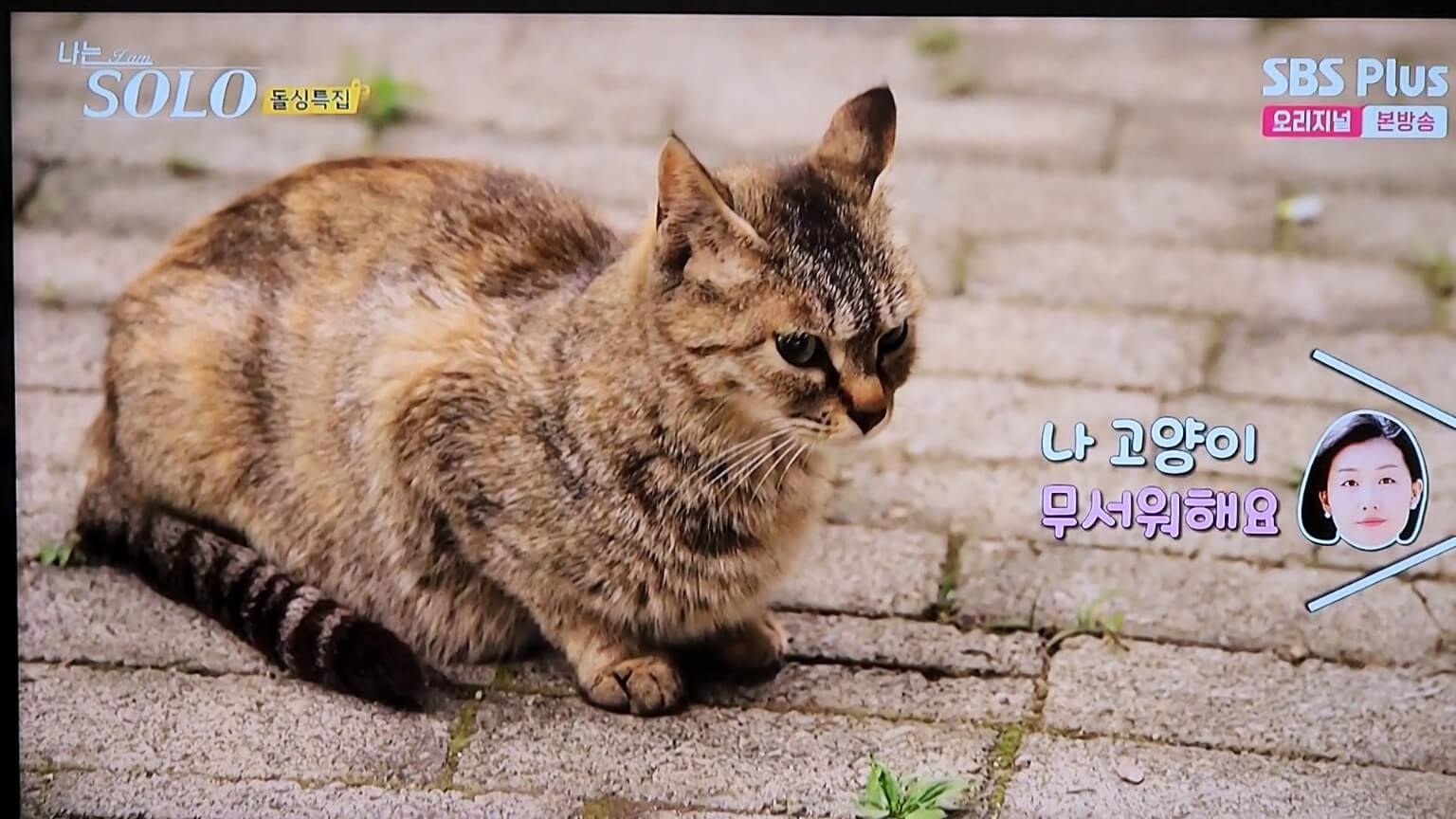 고양이