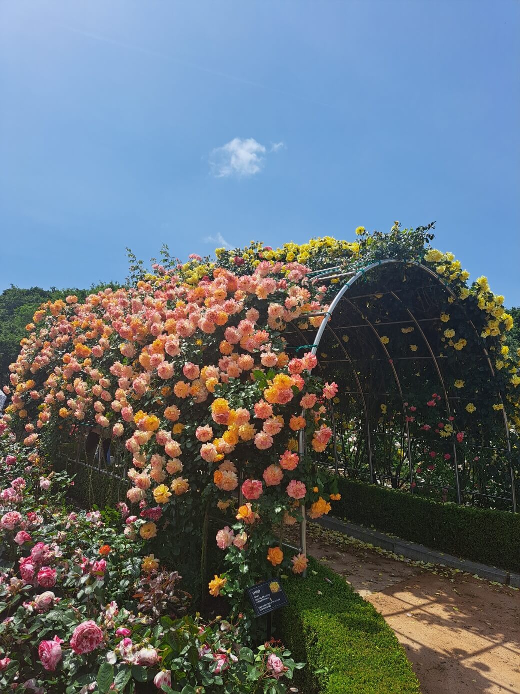 부천 백만송이장미축제