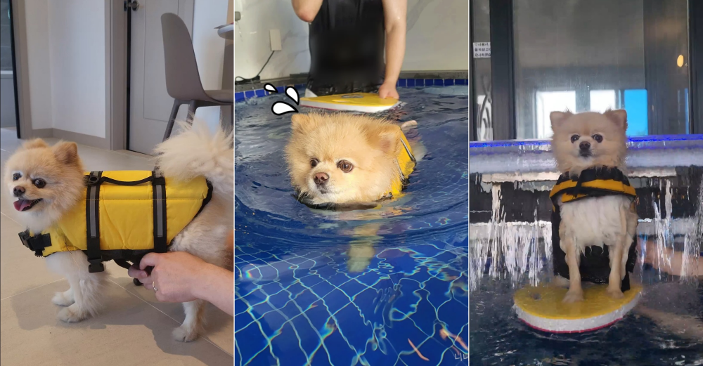 신난강아지-태안홀리독