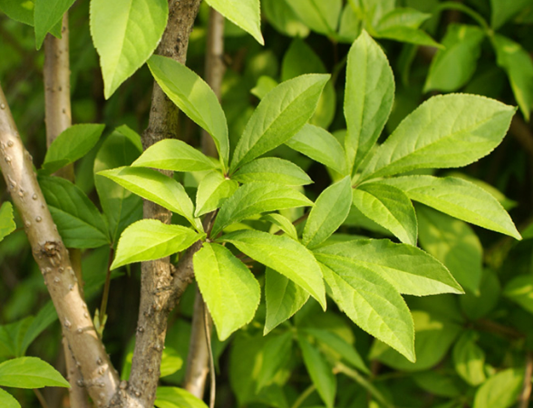 오가피 효능 및 가시오가피 주 먹는 법