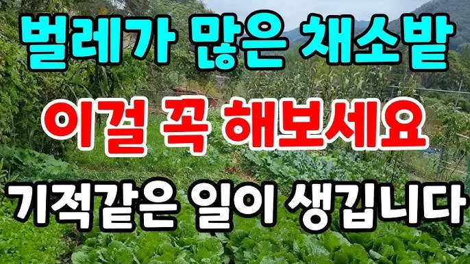 쌈배추 재배 속 차게 키우기 시비 타이밍 통풍 관리_2