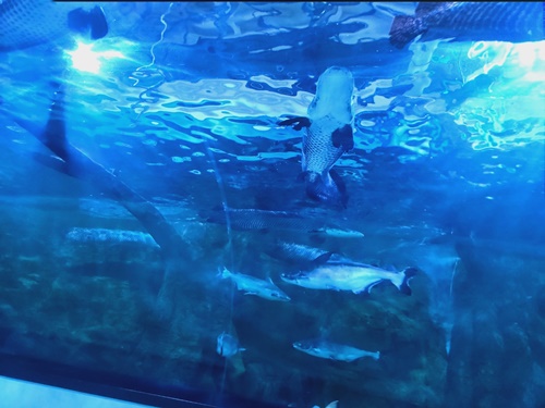 아쿠아플라넷 일산 할인 입장권 저렴한곳 + 다녀온 후기