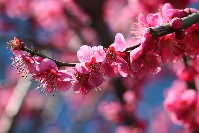 광양 매화꽃 축제 2025