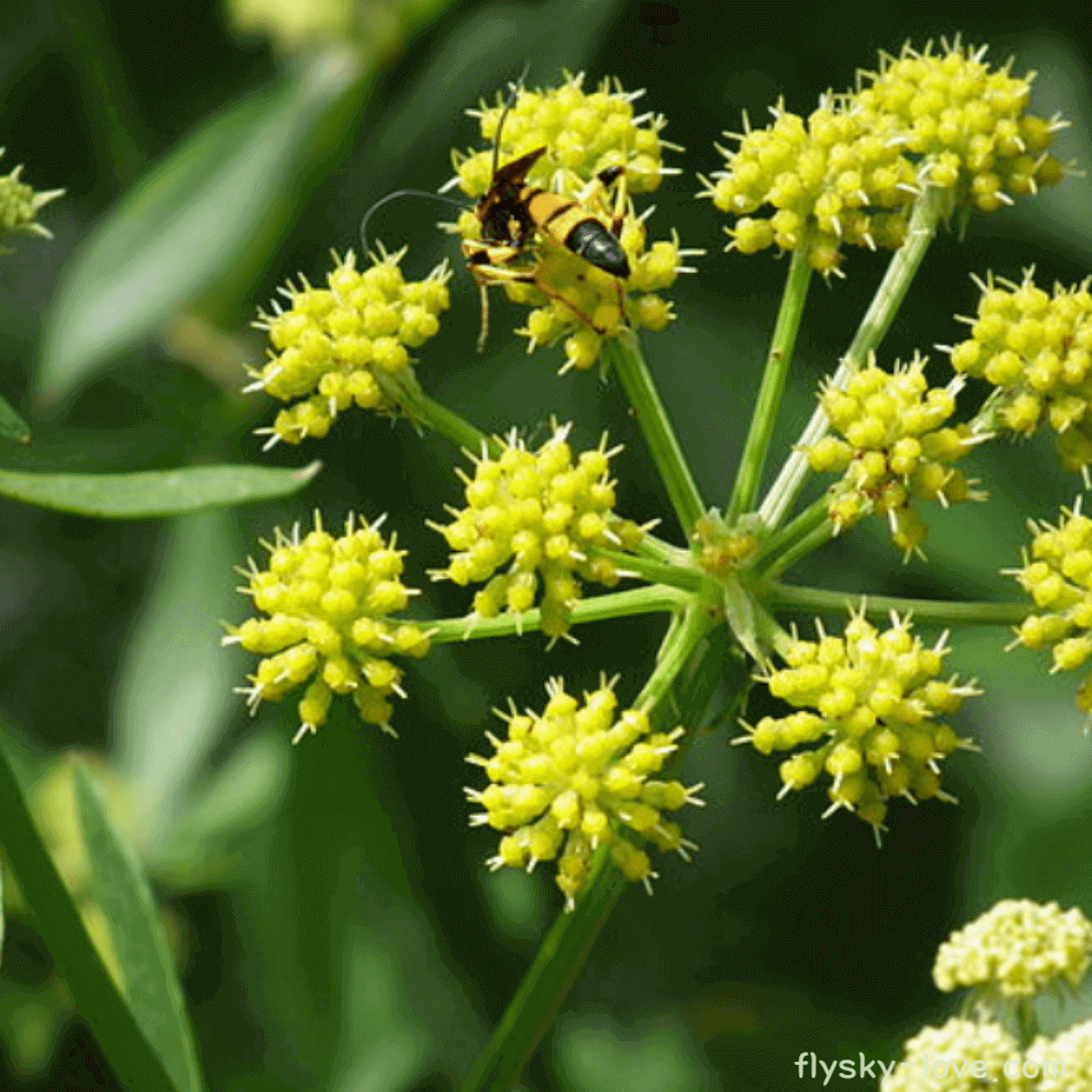 러비지 (Lovage)