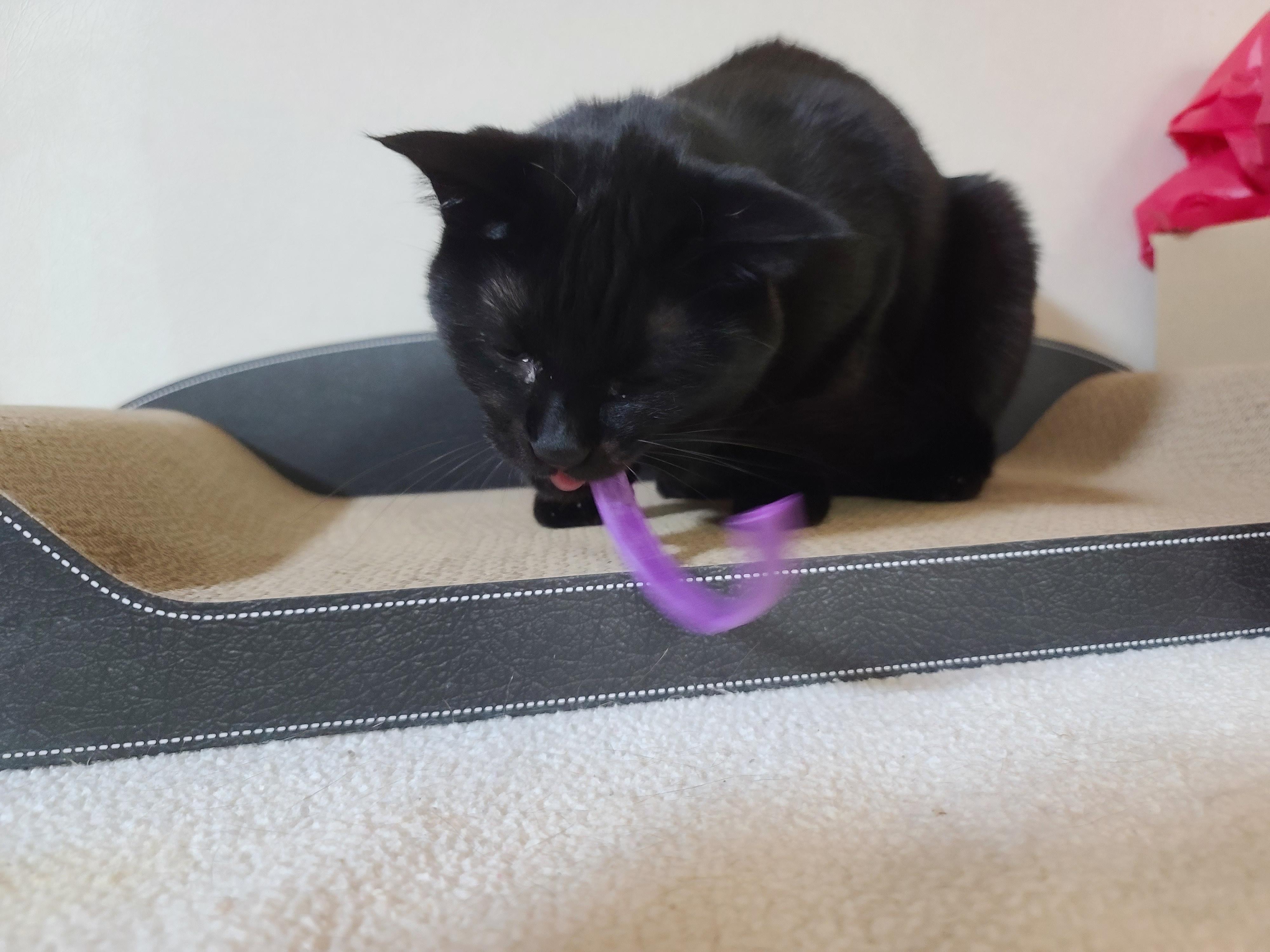 루나의 스트레스 완화를 위해 고양이 스트레스 해소에 도움이 되는 목걸이를 해봤다.