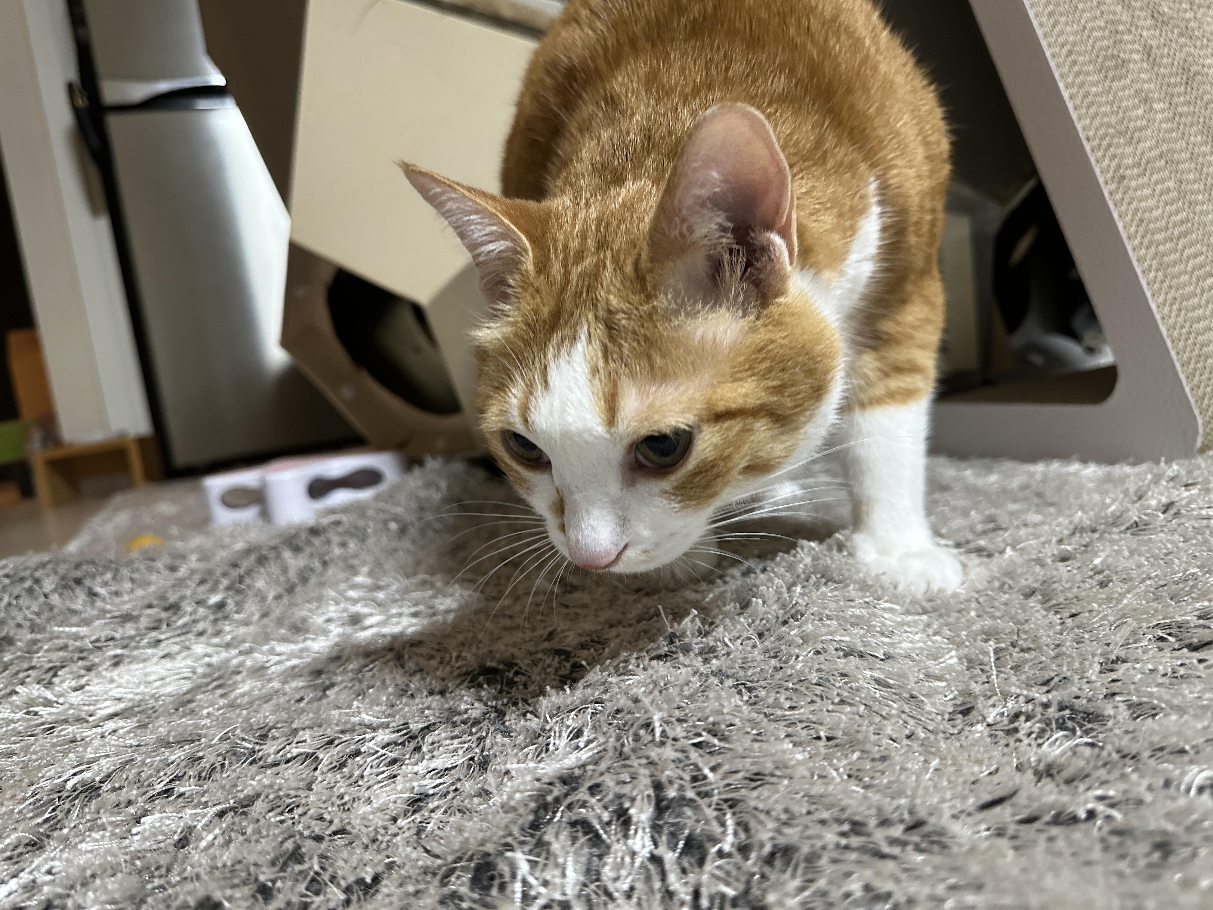 러그_아래에서_움직이고_있는_엄마_손을_노리고_있는_치즈냥이_호야