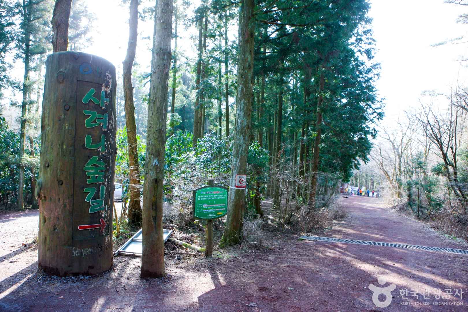 제주 사려니숲길