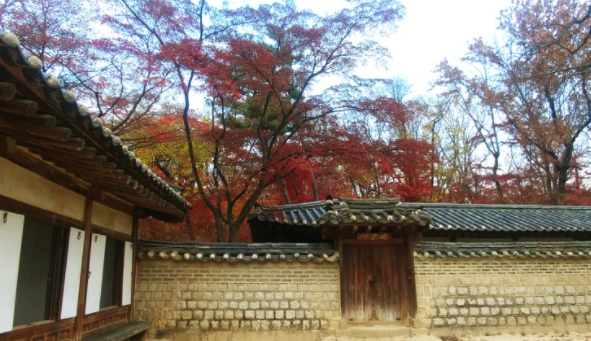 단풍