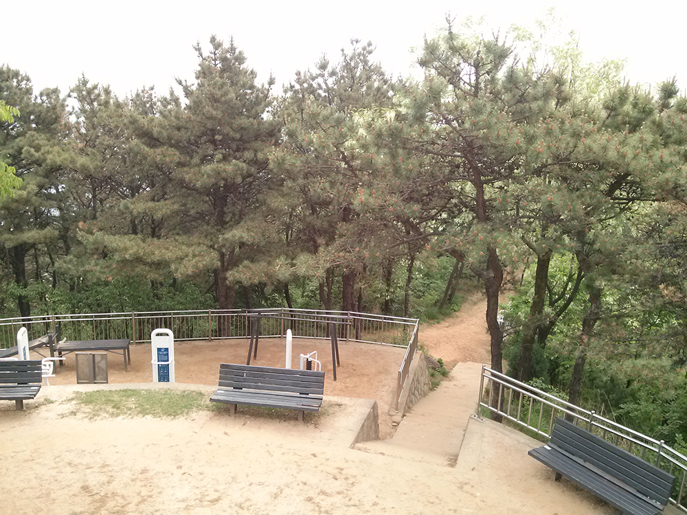 백련산(Baengnyeonsan Mountain)의 소나무 능선길