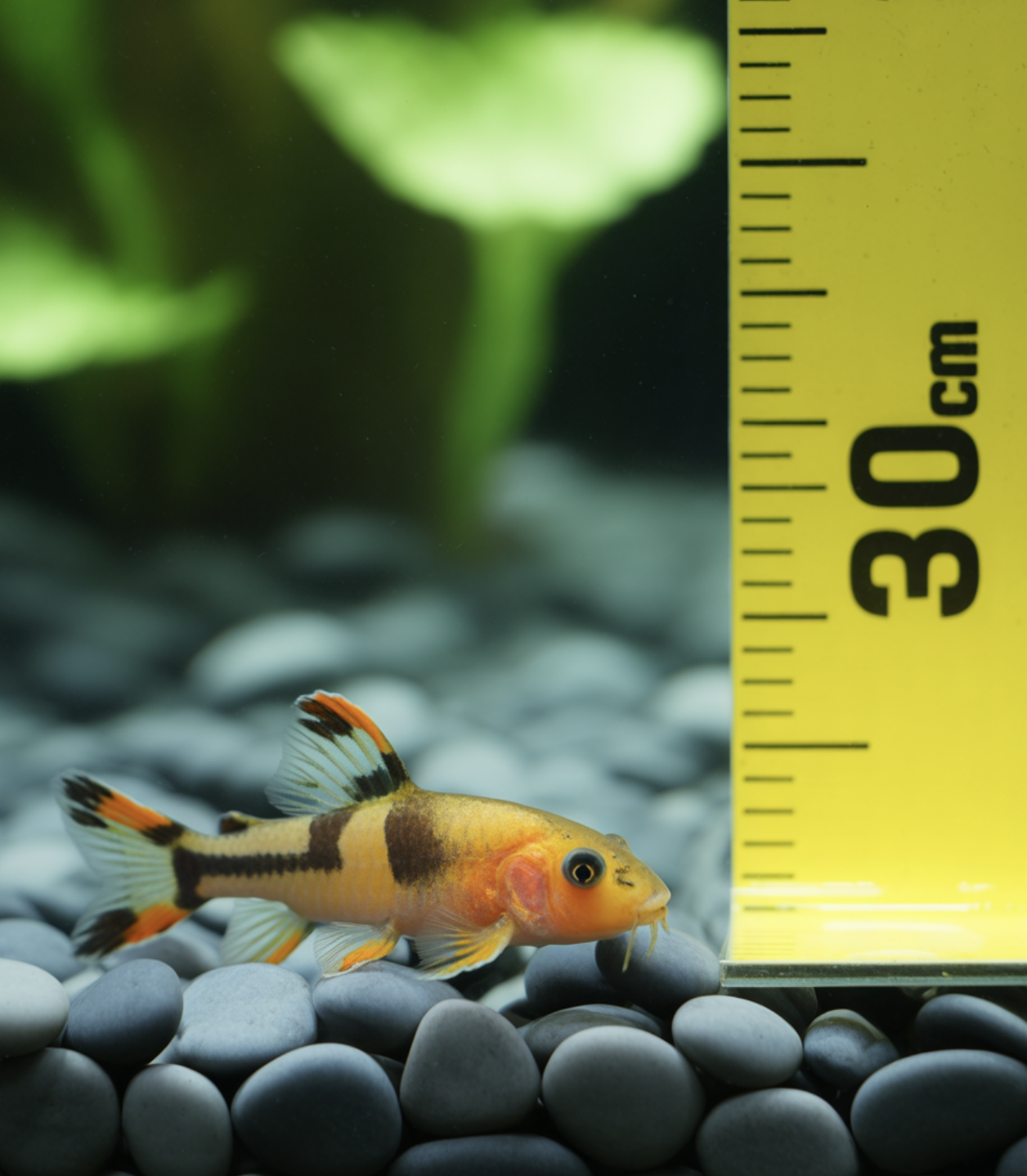 '작은 청소부'라는 가장 큰 오해