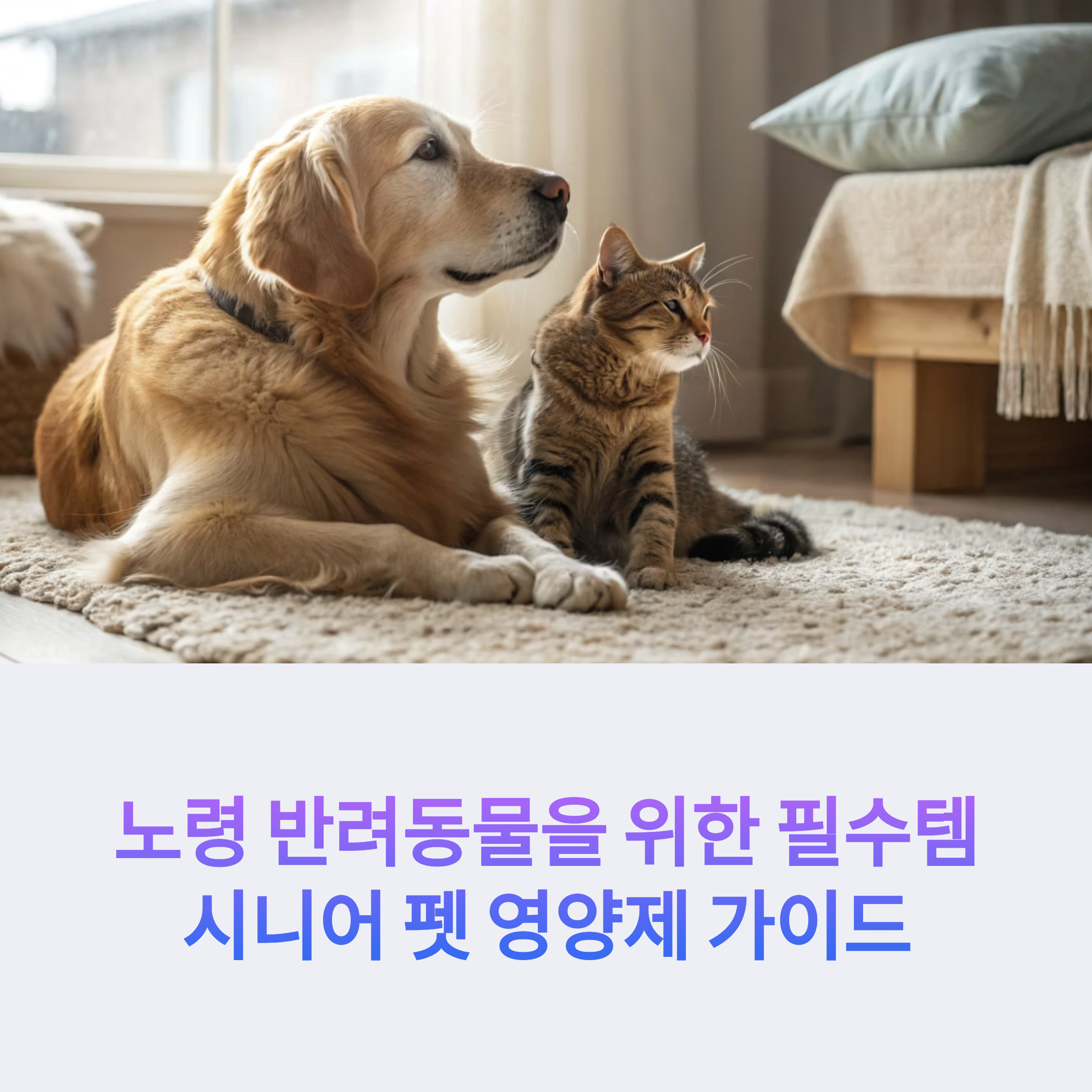 시니어 펫 영양제 기능별 완벽 가이드