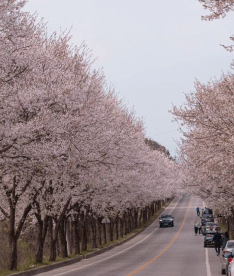 여주-흥천-남한강-벚꽃축제