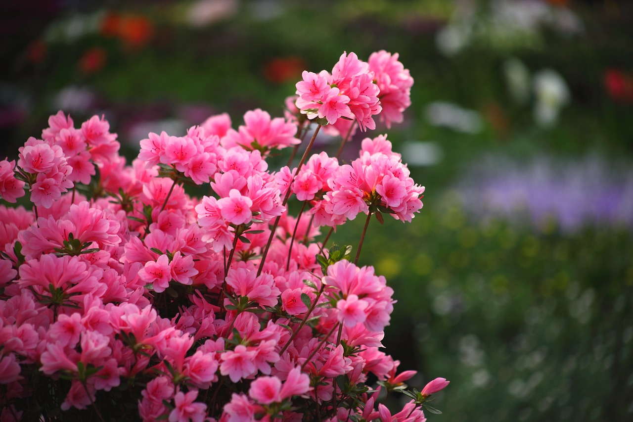 꽃시장 주의사항 관련 사진