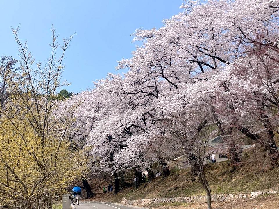 벚꽃