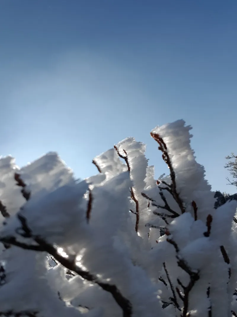울산 가지산 서리꽃 상고대
