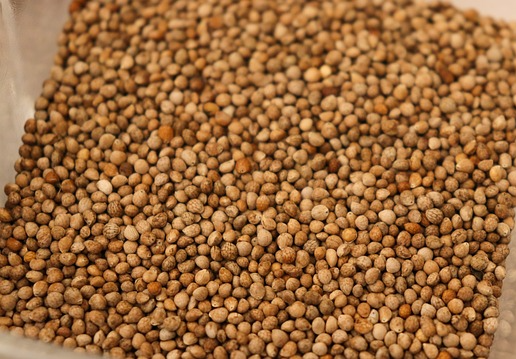 수확 시기 & 활용법