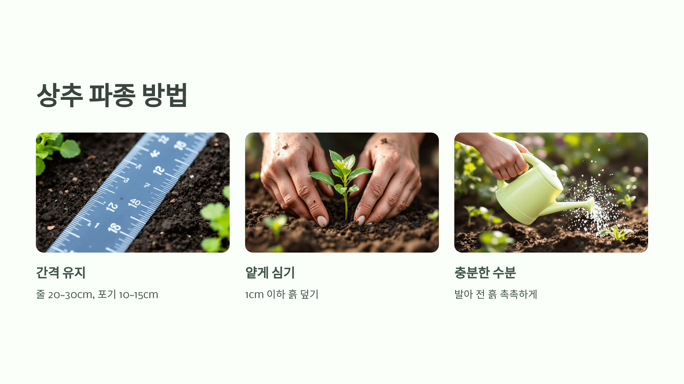 상추 사진입니다.