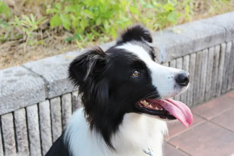 보더콜리분양가 2024년 가격 정보와 분양 팁_5