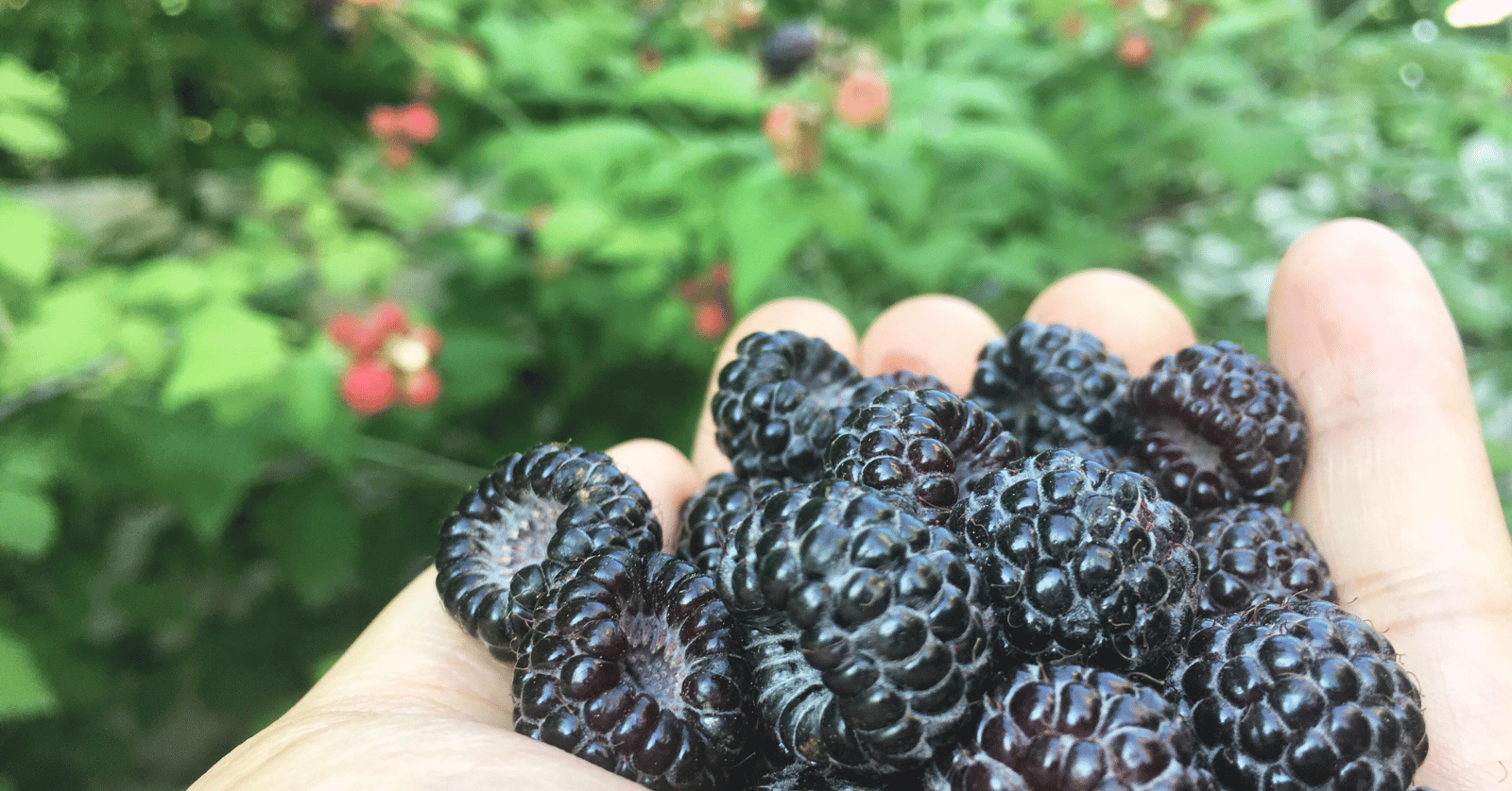 복분자수확시기