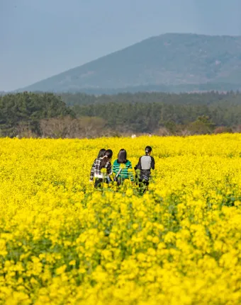 제주 유채꽃 개화 시기 봄 여행 필수 코스_3
