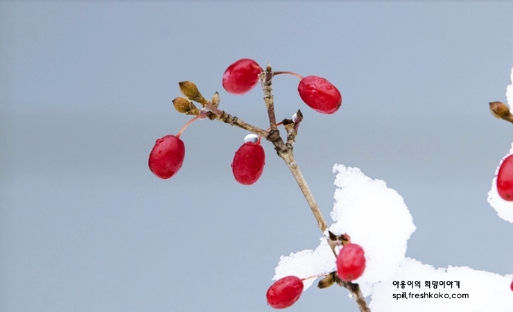 신장에 좋은 음식