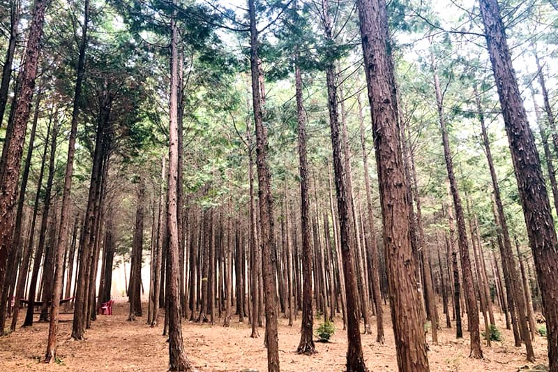 [봄 축제]전남 장흥 하늘빛수목정원 200% 즐기기｜튤립축제부터 동물농장, 체험까지!